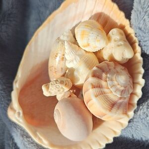 Assorted Natural Seashells in Peach & Cream Tones